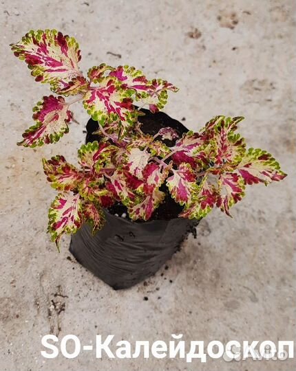 Колеусы укорененные