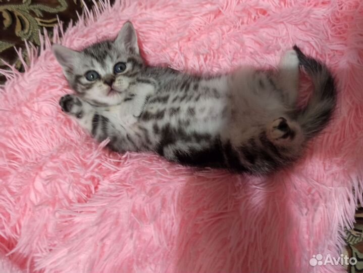 Шотландские котята