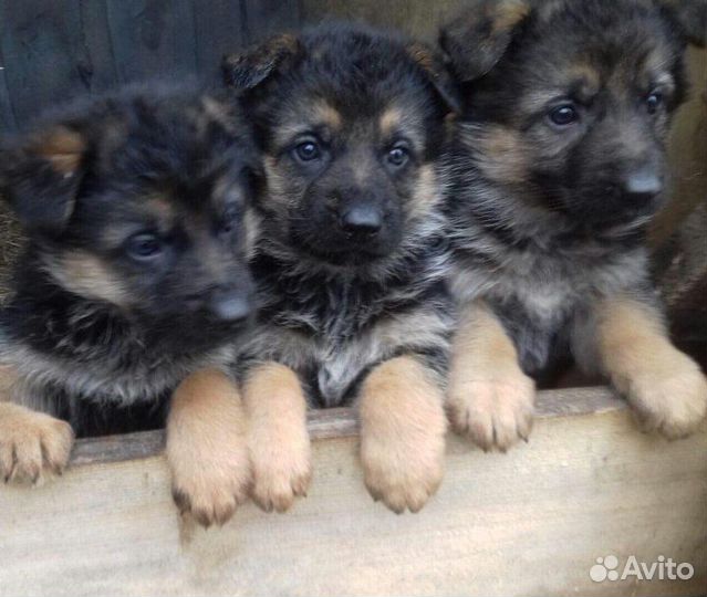 Продам щенков немецкой овчарки