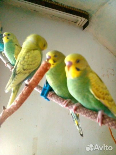 Самочки волнистых попугаев
