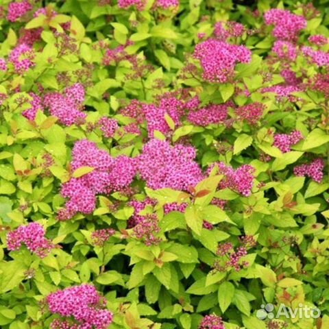 Спирея голден принцесс