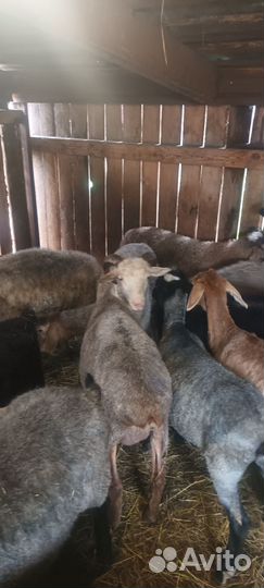 Бараны молодые на племя