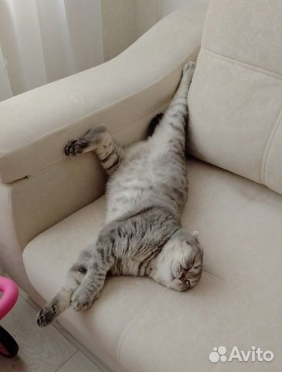 Британская вислоухая кошка