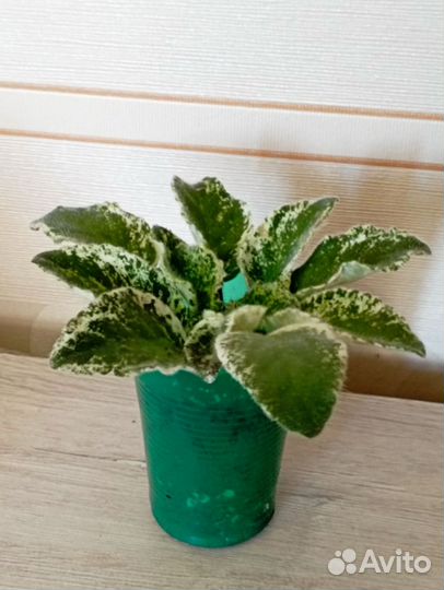 Комнатные цветы