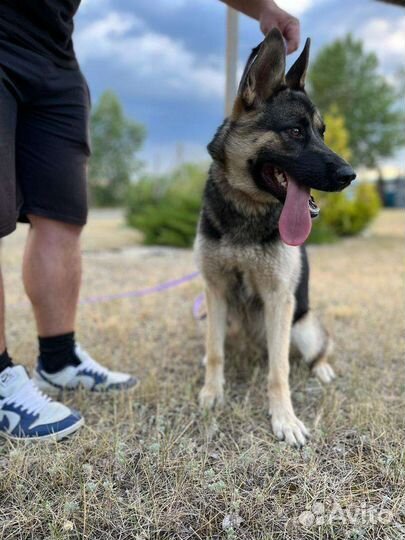 Помесь овчарки