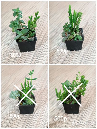 Суккуленты, суккулентные садики