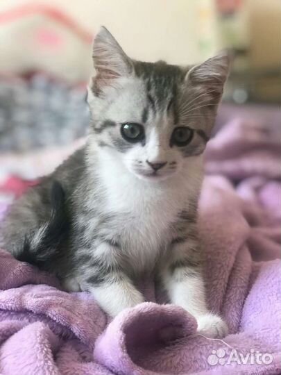 Кошка в дар бесплатно