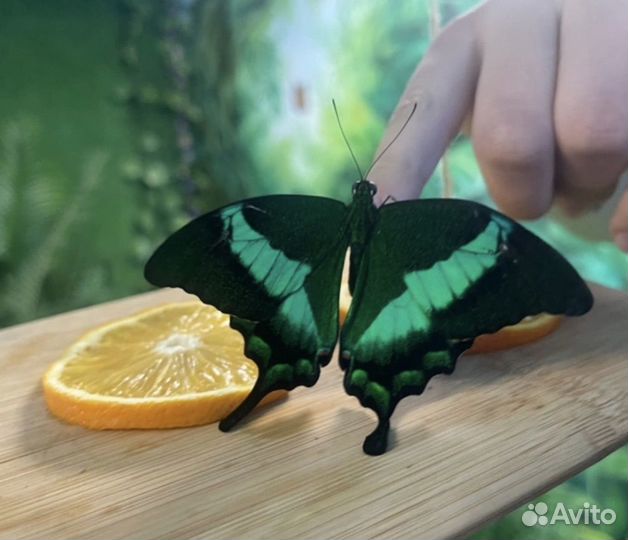 Живые бабочки в подарок