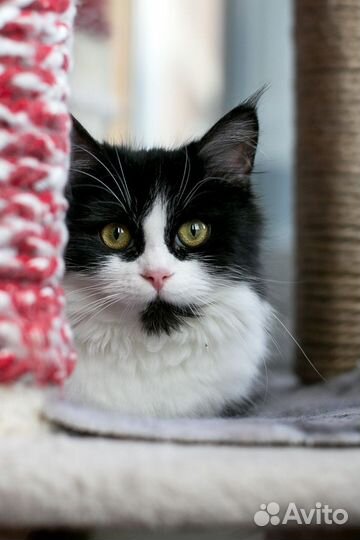 Котенок Молли