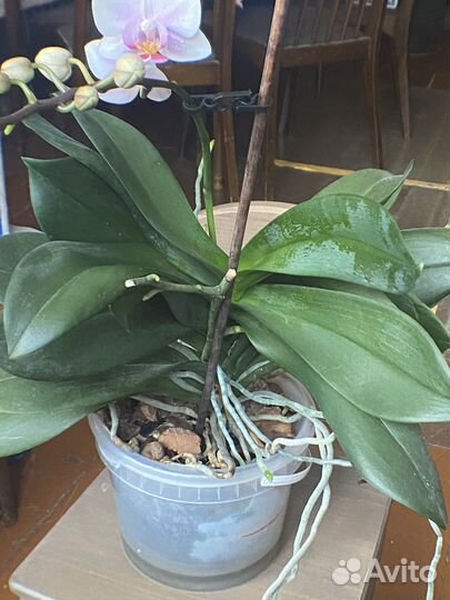 Орхидея Phalaenopsis, multiflora