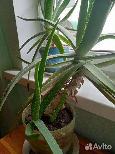 Алоэ вера
