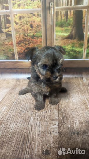 Цветная мини девочка