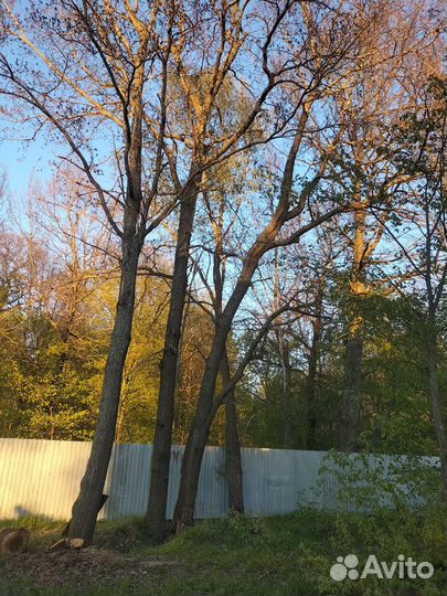 Дубы бесплатно