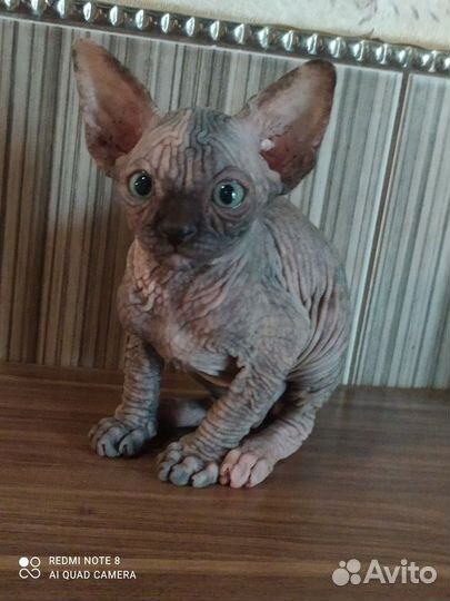 Канадский сфинкс