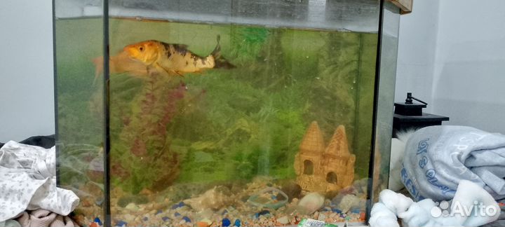 Аквариум с рыбками