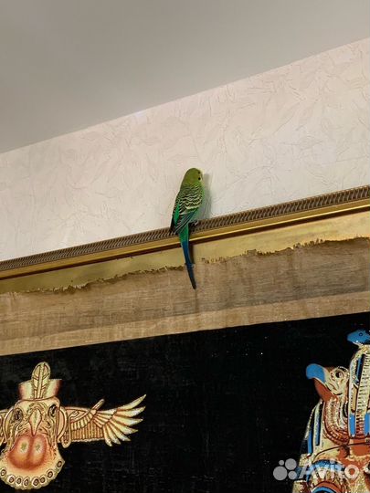 Попугаи с клеткой