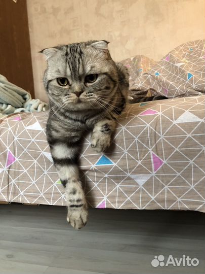 Отдам кота в добрые руки