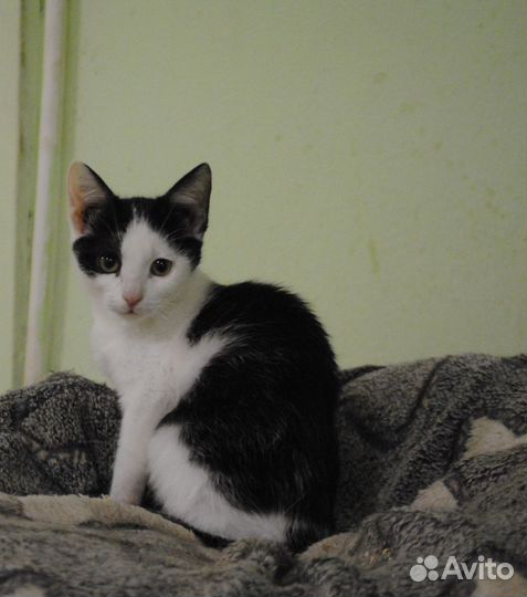 Котенок в добрые руки