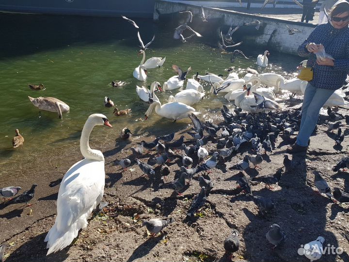 Индивидуальные экскурсии Калининград и область