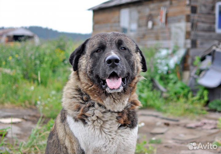 Метис акиты