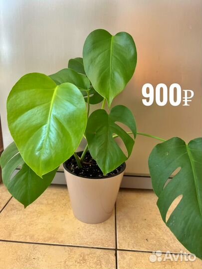 Комнатные цветые и растения