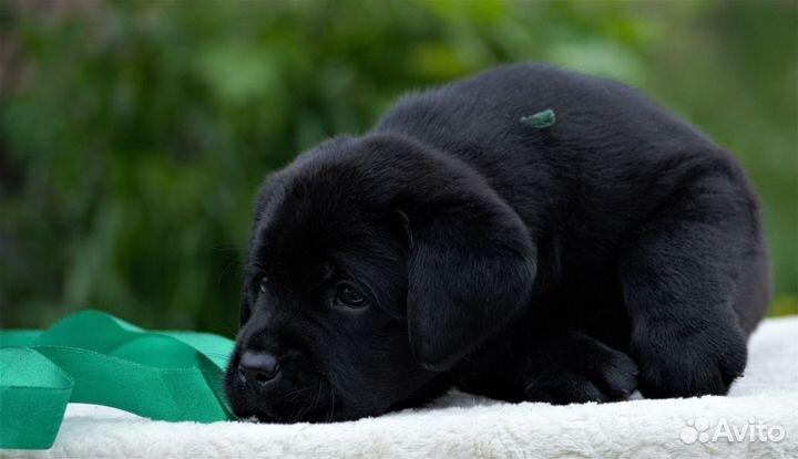 Лабродоры щенки РКФ все окрасы