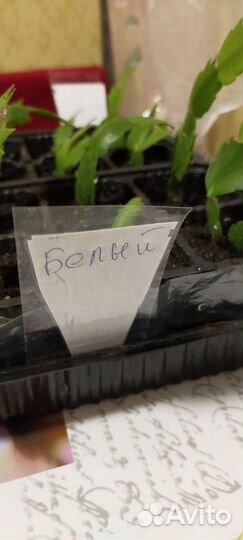 Цветы домашние