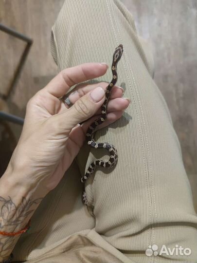 Змея маисовый полоз