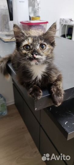 Котенок в хорошие руки