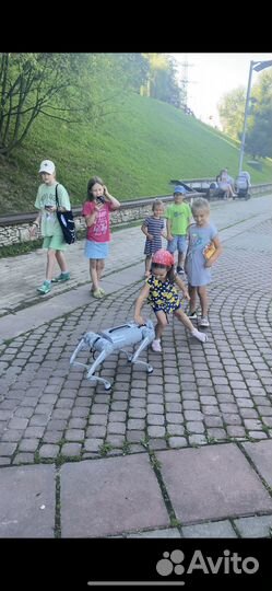 Аренда робособаки