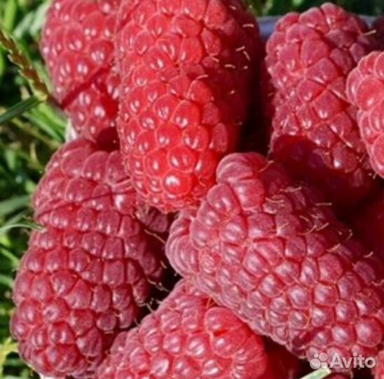 Саженцы малины, тибетской малины, ежемалины, зкс