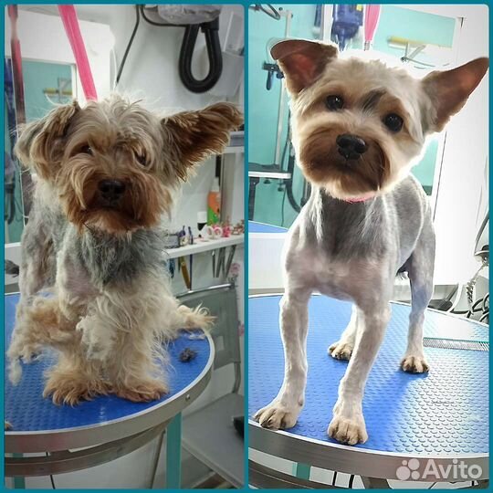 Стрижка собак/Экспресс линька(Красногорск)