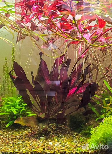 Креветки, растения, артемия