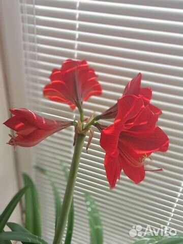 Гиппеаструм