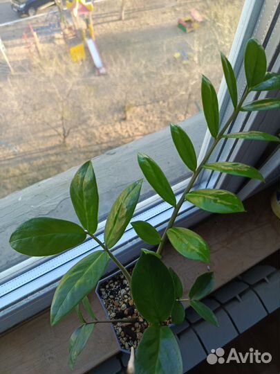 Замиокулькас