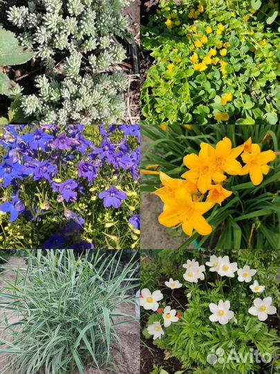 Многолетние садовые растения