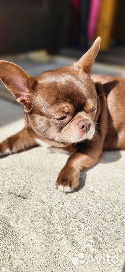 Чихуахуа кобель на вязку