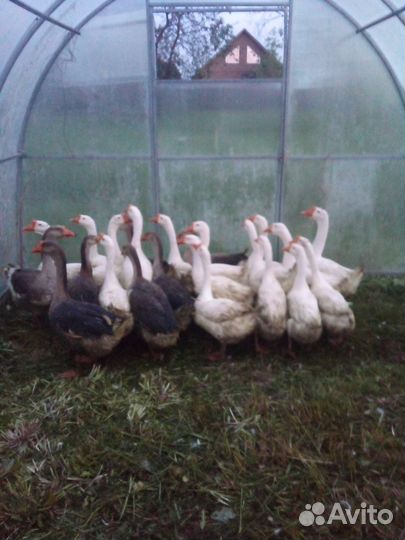 Гуси на мясо