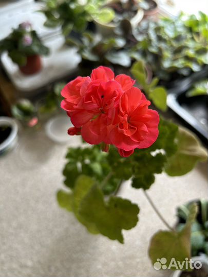 Герань, кислица