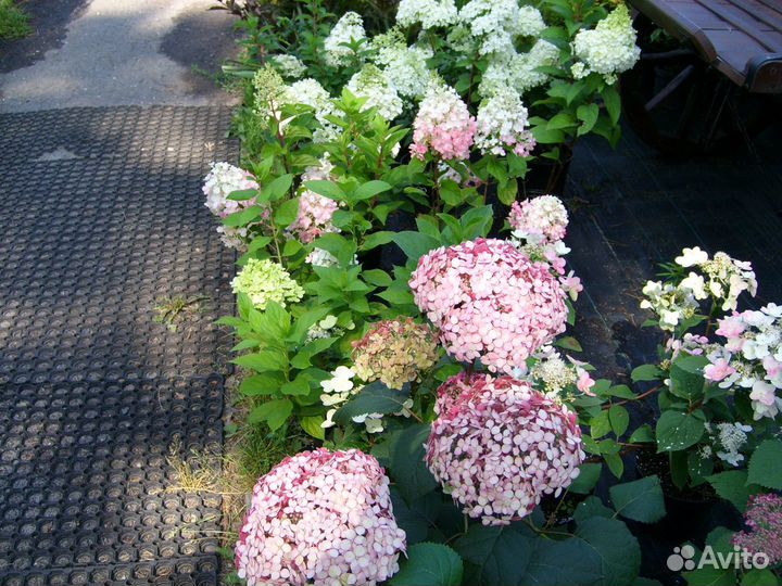 Гортензии метельчатые