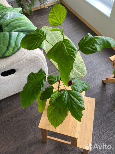 Гибискус китайская роза