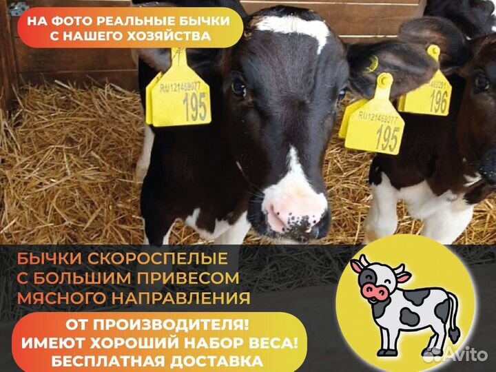 Телята Бычки на откорм