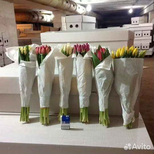 Тюльпаны оптом от производителя