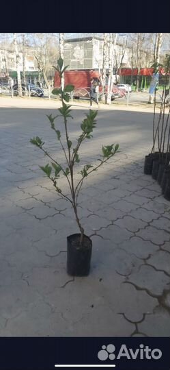 Декоративные кустарники