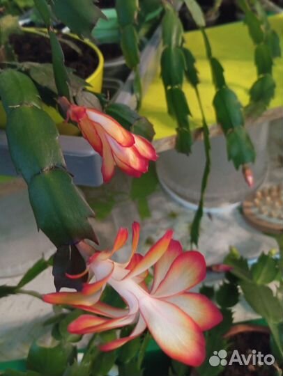 Декабрист шлюмбергера