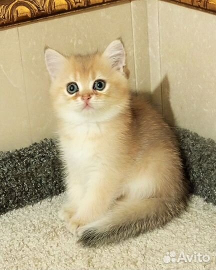 Золотые котики