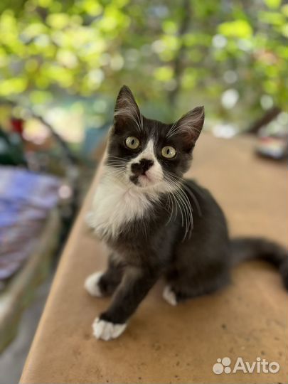 Котенок (мальчик,дворняжка)