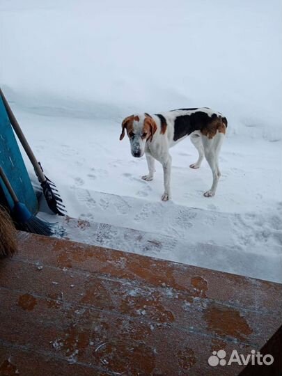 Вязка Русская пегая гончая