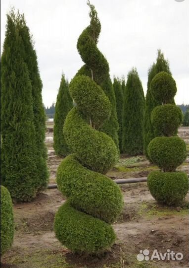 Туя западная Смарагд