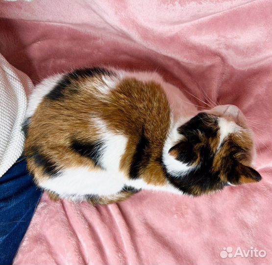 Кошка Пятнашка – трехцветная обаяшка в добрые руки